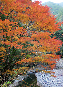 紅葉