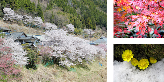 五木村の桜と紅葉と花の写真